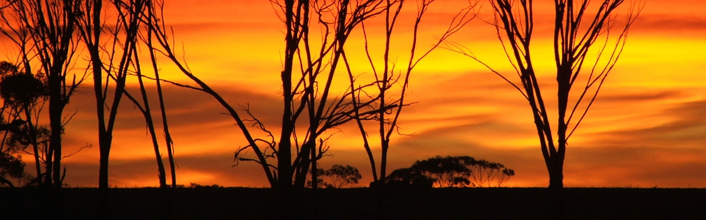 Sunset with silhouette of trees 
