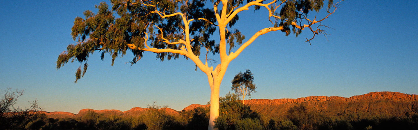 Treaty update – full steam ahead in some jurisdictions, while others wind back progress 