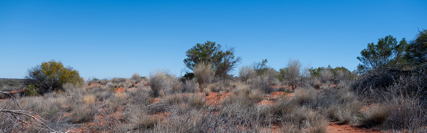 Outback bushes