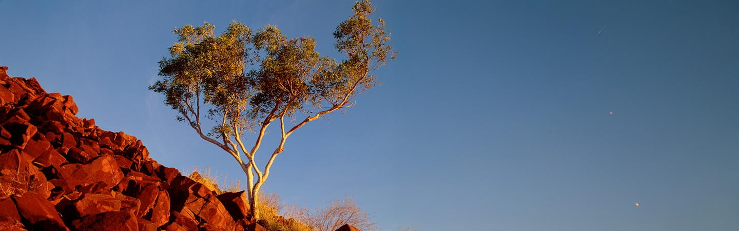 Standalone tree on cliff