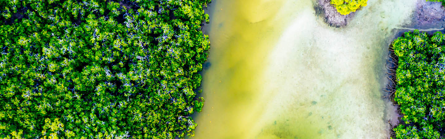Aerial view of coastal mangroves and tidal estuary, used in the Environment and planning year in review 2025