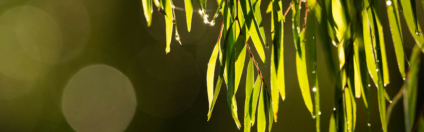  Sunlit green leaves with water droplets and dark bokeh, used in the Environment and planning year in review 2025