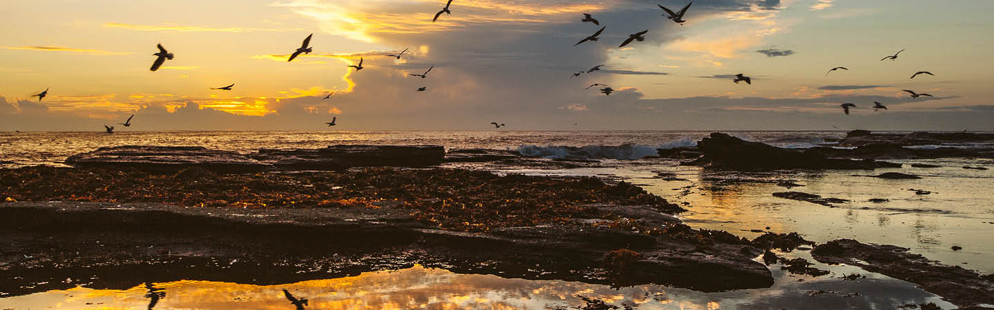 Seabirds over rocky coast at sunset with tide pools, used in the Environment and planning year in review 2025