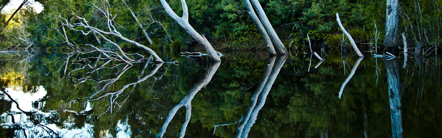 Still waterway with bare trees reflected in mirror-like water in Australian wetlands, used in the Environment and Planning Year in Review 2025