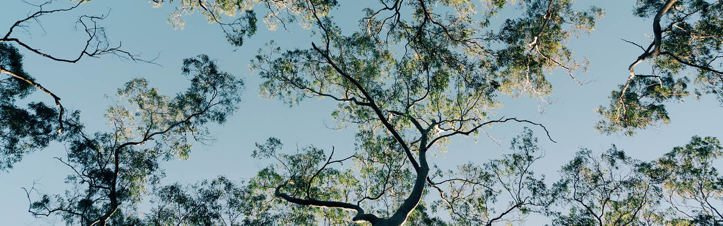 Looking up through a tall eucalyptus tree canopy against a pale sky in Australian bushland, used in the Environment and Planning Year in Review 2025