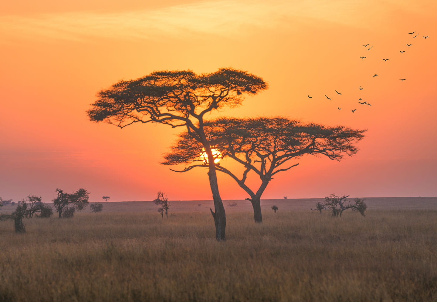 Africa